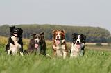 BORDER COLLIE 1412